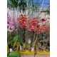 Phalaenopsis Mr. Bean