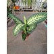 Dieffenbachia Tropic Snow