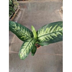 Dieffenbachia Tropic Snow