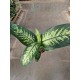 Dieffenbachia Tropic Snow