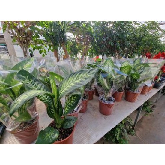 Dieffenbachia Tropic Snow