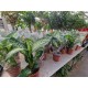 Dieffenbachia Tropic Snow