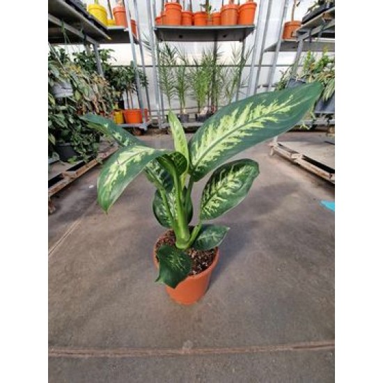 Dieffenbachia Tropic Snow