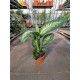 Dieffenbachia Tropic Snow