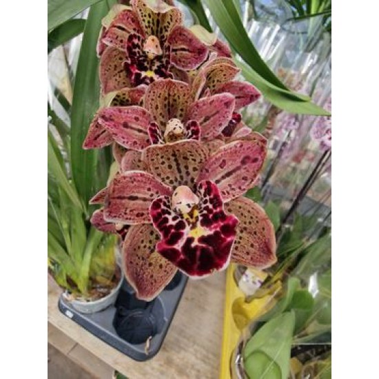 Cymbidium Magic Vogel