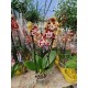 Orchid Phalaenopsis Variegated Butterfly Peloric