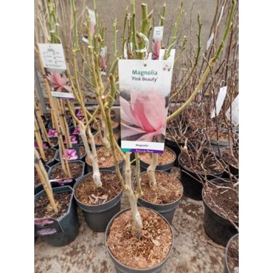 Magnolia Pink Beauty