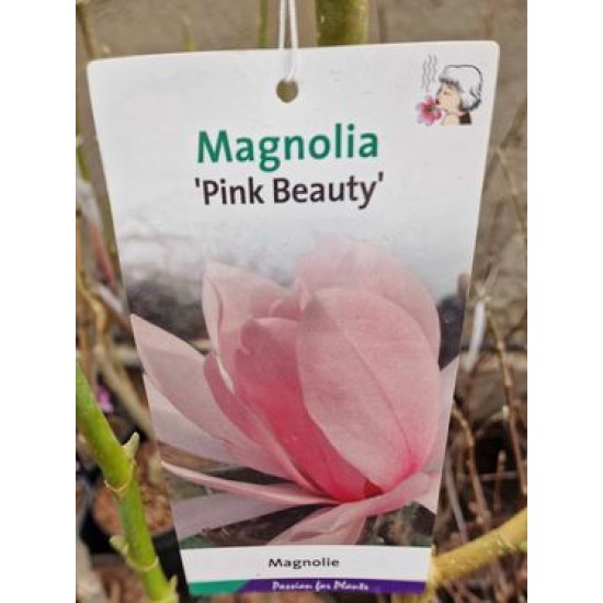 Magnolia Pink Beauty