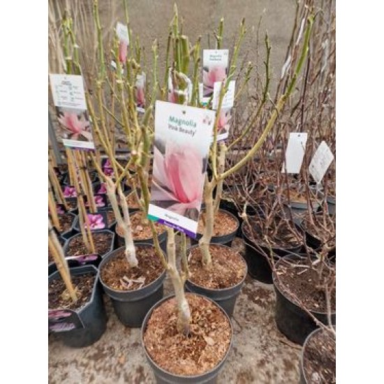 Magnolia Pink Beauty