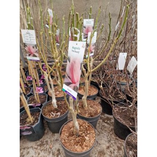 Magnolia Pink Beauty