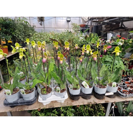 Orchidea