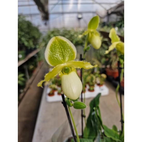 Orchidea