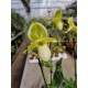 Orchidea