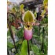 Orchidea