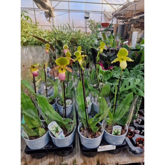Orchidea