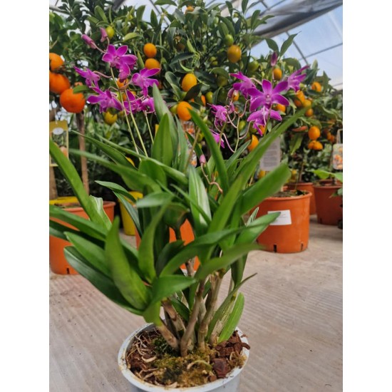 Orchids