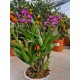 Orchids