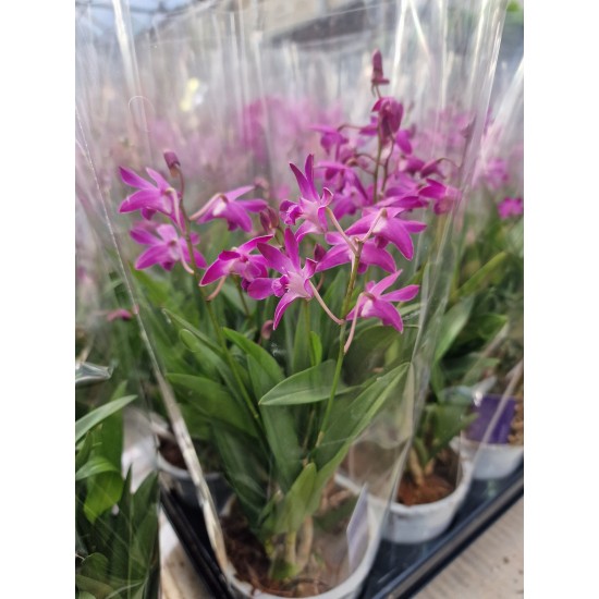 Orchids