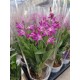 Orchids