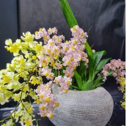 Oncidium