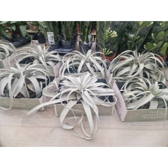 Тиландсия (Tillandsia xerographica)