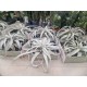 Тиландсия (Tillandsia xerographica)