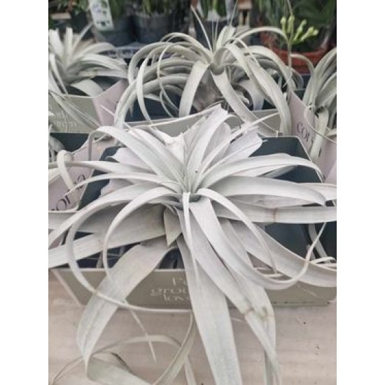 Тиландсия (Tillandsia xerographica)