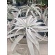 Тиландсия (Tillandsia xerographica)