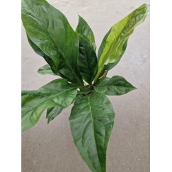Антуриум Jungle Bush