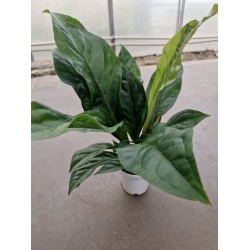 Антуриум Jungle Bush Антуриум Jungle Bush