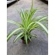 Хлорофитум (Chlorophytum)  - Зелена лилия