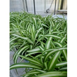 Хлорофитум (Chlorophytum) - Зелена лилия Хлорофитум (Chlorophytum) - Зелена лилия