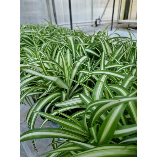 Хлорофитум (Chlorophytum)  - Зелена лилия