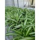 Хлорофитум (Chlorophytum)  - Зелена лилия