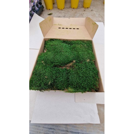 Scandinavian moss 600g Natural Green