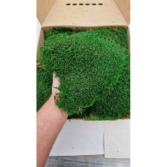 Scandinavian moss 600g Natural Green