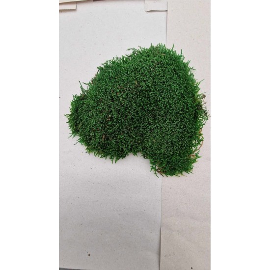 Scandinavian moss 600g Natural Green