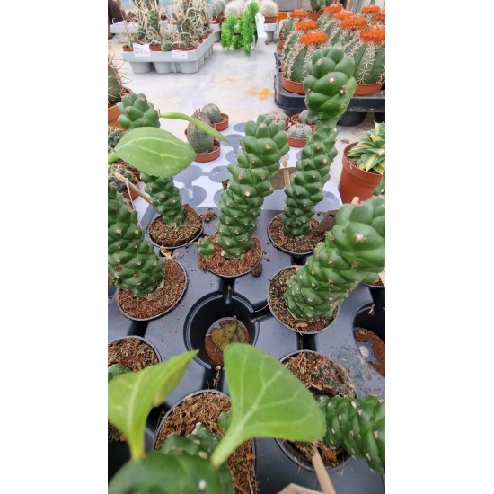 Еуфорбия Madagascar Spurge