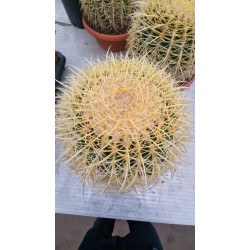 Cactus Gruzoni