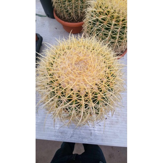 Cactus Gruzoni