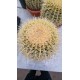 Cactus Gruzoni