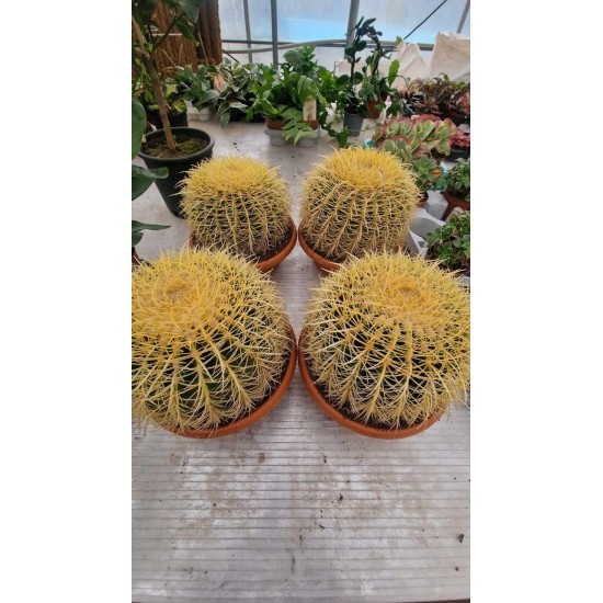 Cactus Gruzoni