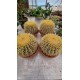 Cactus Gruzoni