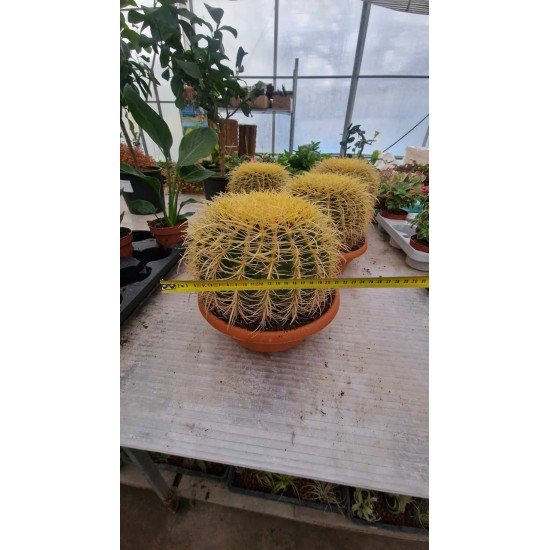 Cactus Gruzoni