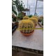 Cactus Gruzoni