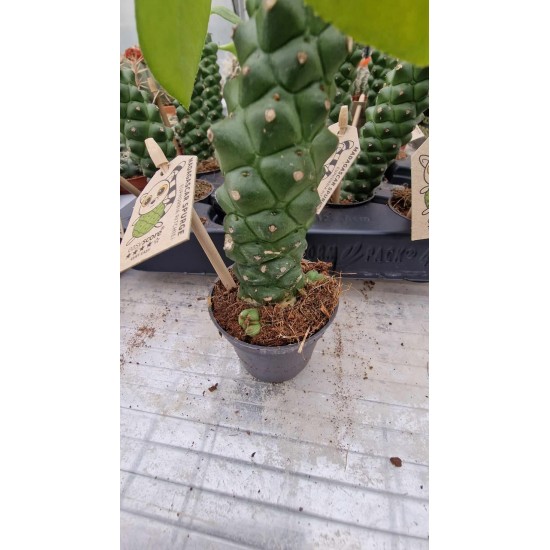 Еуфорбия Madagascar Spurge