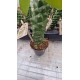 Еуфорбия Madagascar Spurge