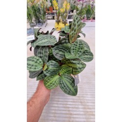 Геогенантус Florijn