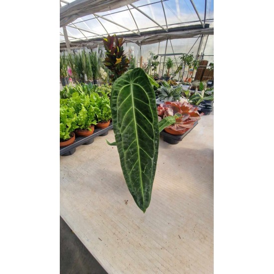 Anthurium Warocqueanum