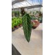 Anthurium Warocqueanum